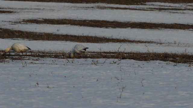 Oie des neiges - ML478932