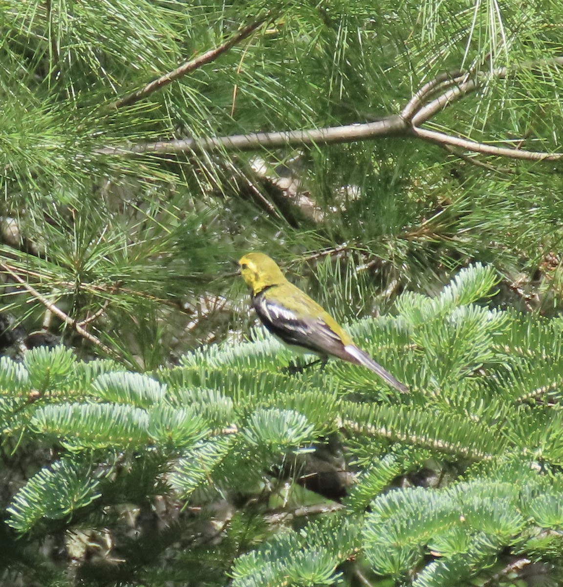 Black-throated Green Warbler - ML478932191