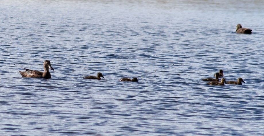 Australasian Shoveler - ML478932811