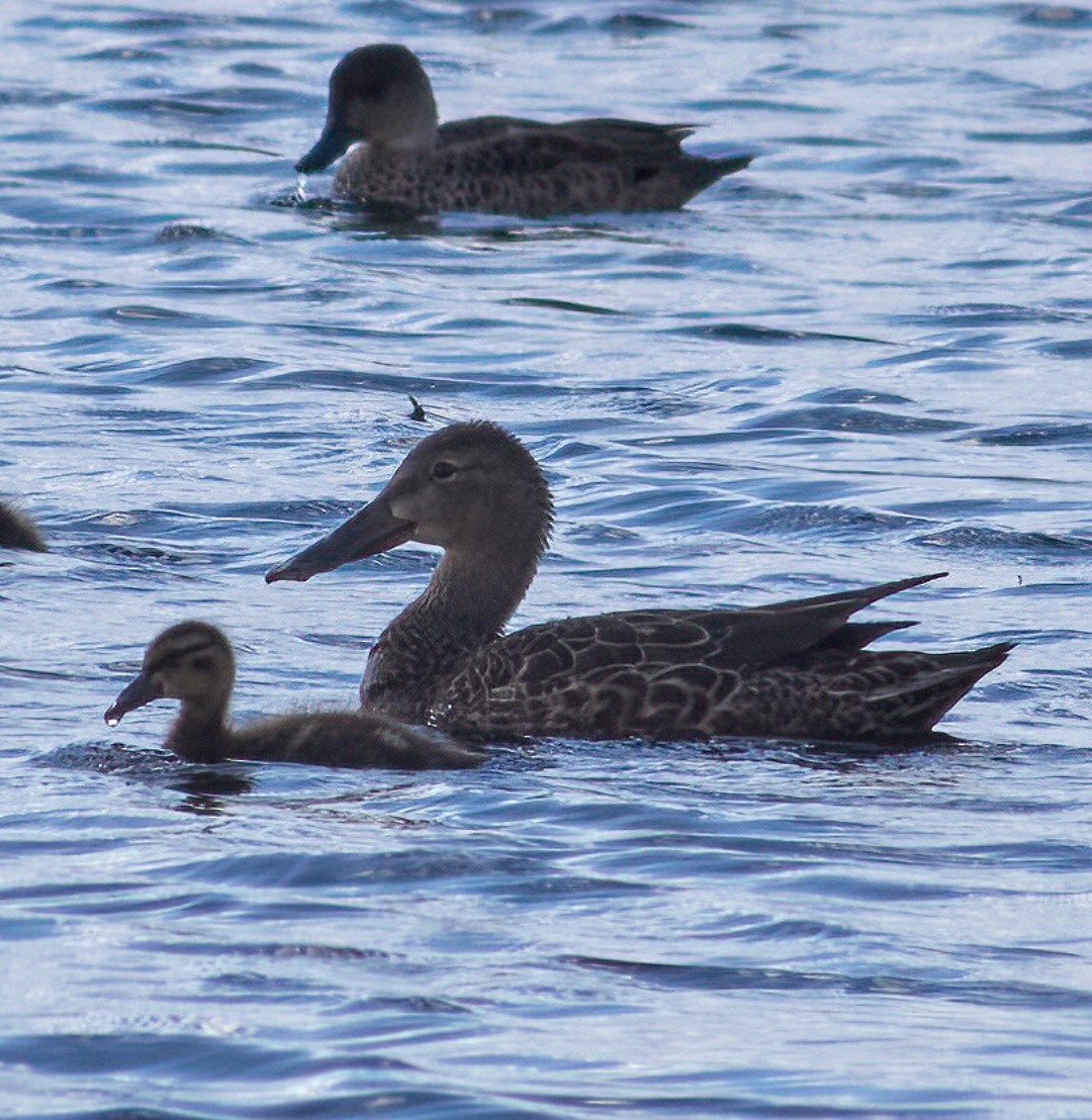 Australasian Shoveler - ML478932821