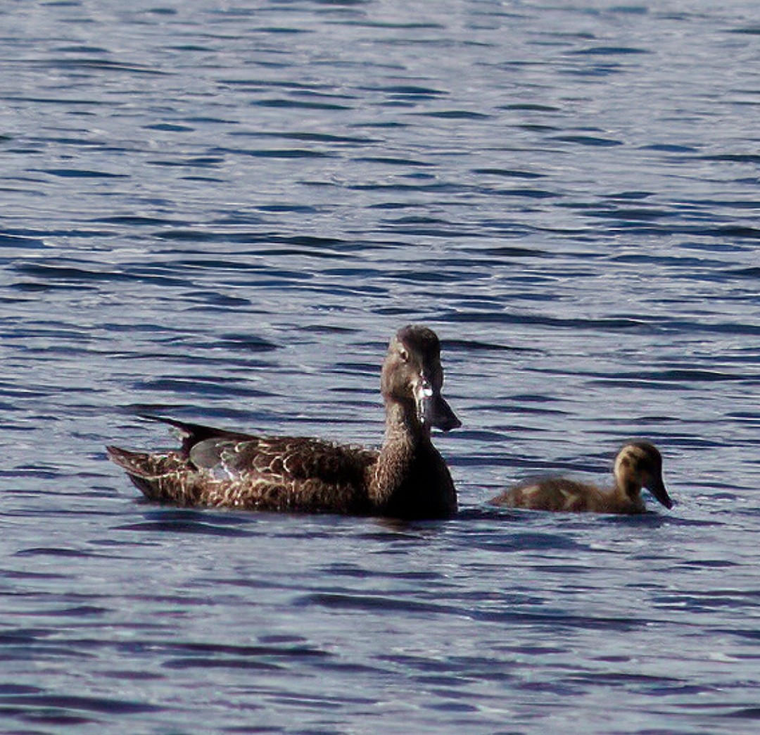 Australasian Shoveler - ML478932831