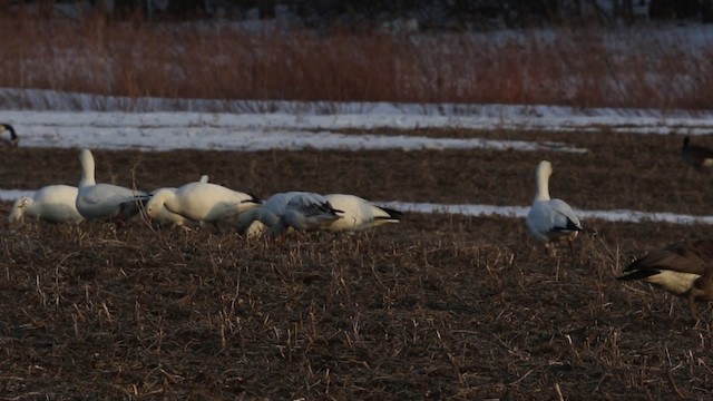 Oie des neiges - ML478933