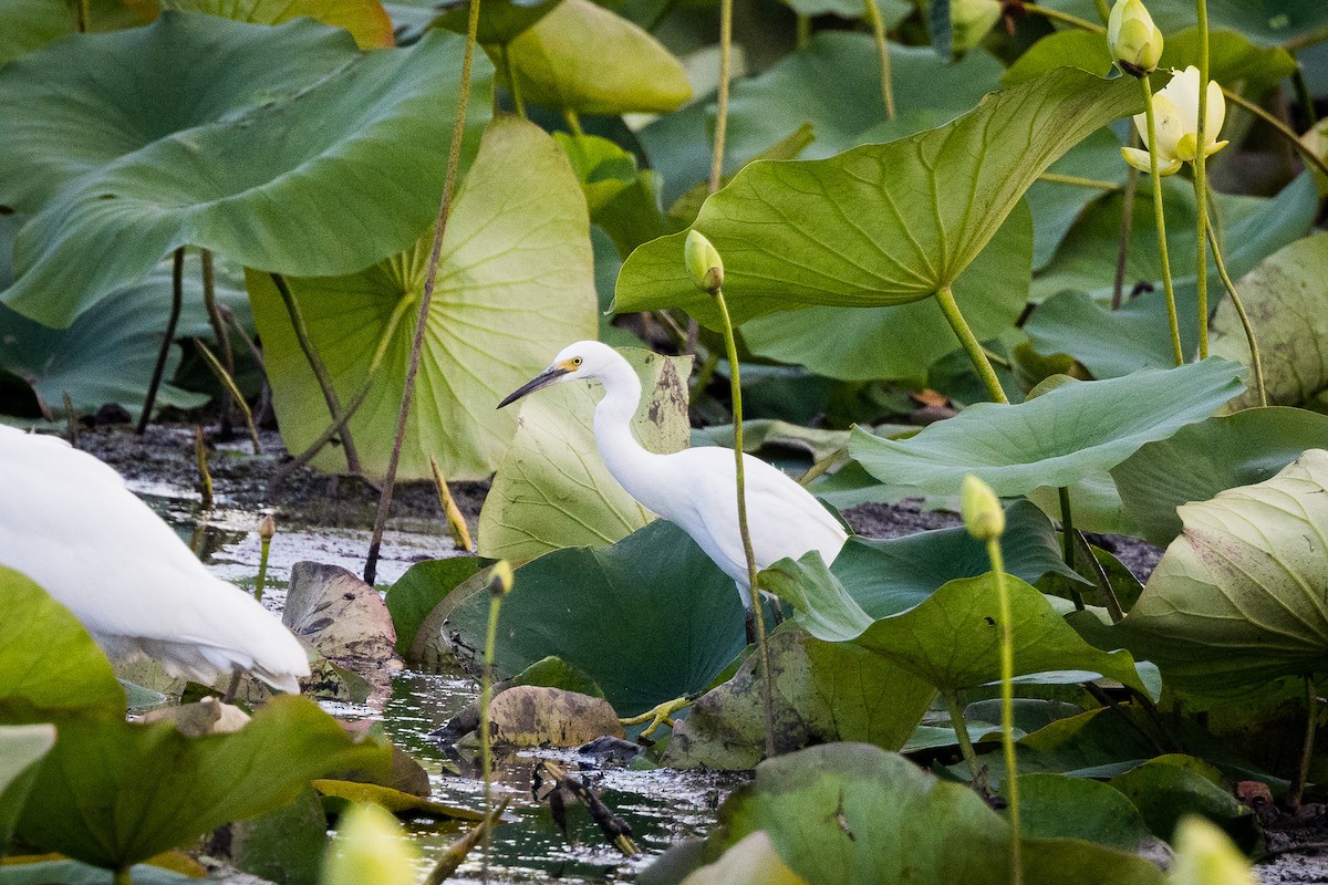 Snowy Egret - Jonathan Mott