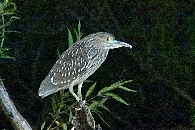 Black-crowned Night Heron - ML478933421