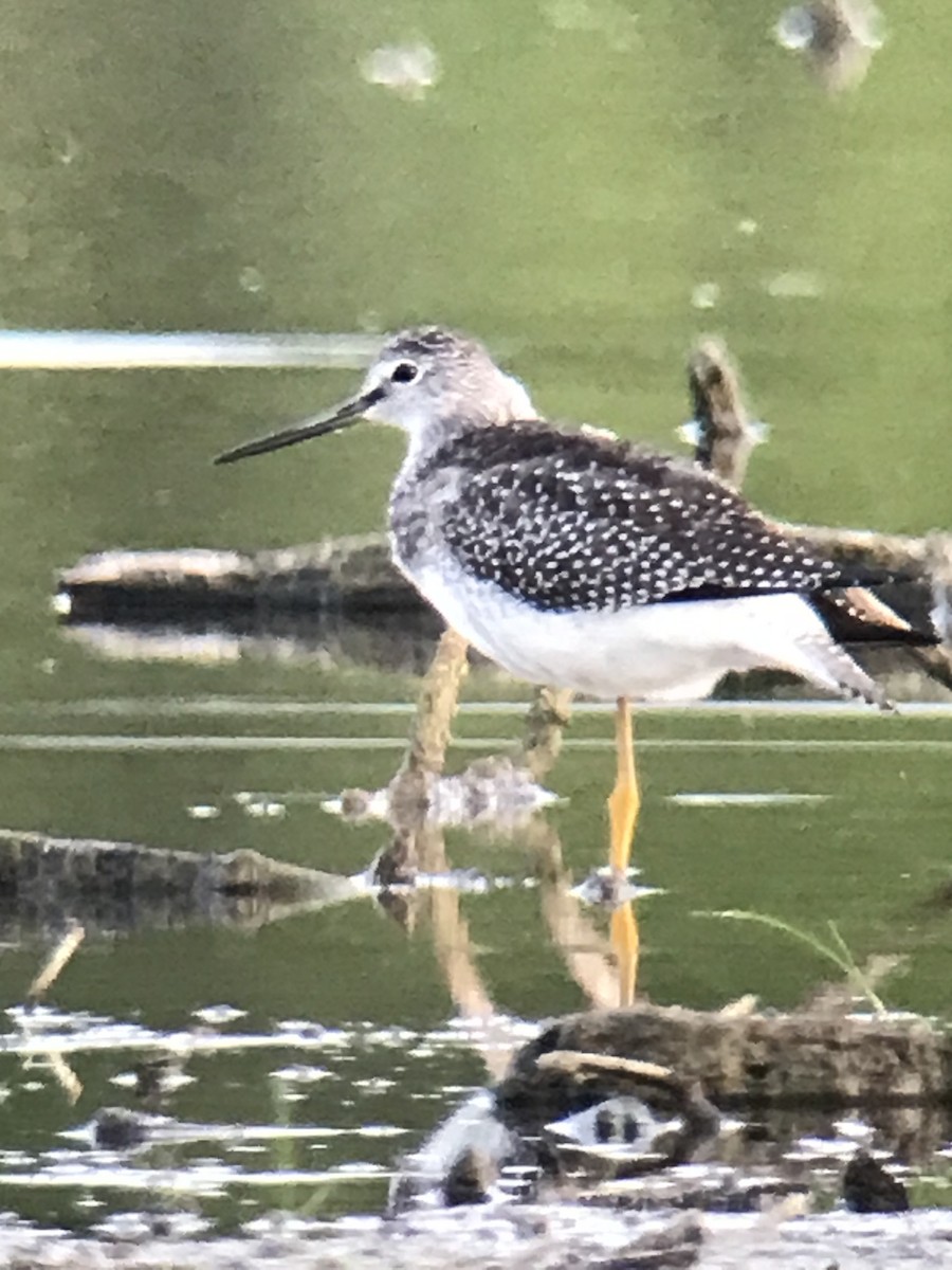 Greater Yellowlegs - ML478933501