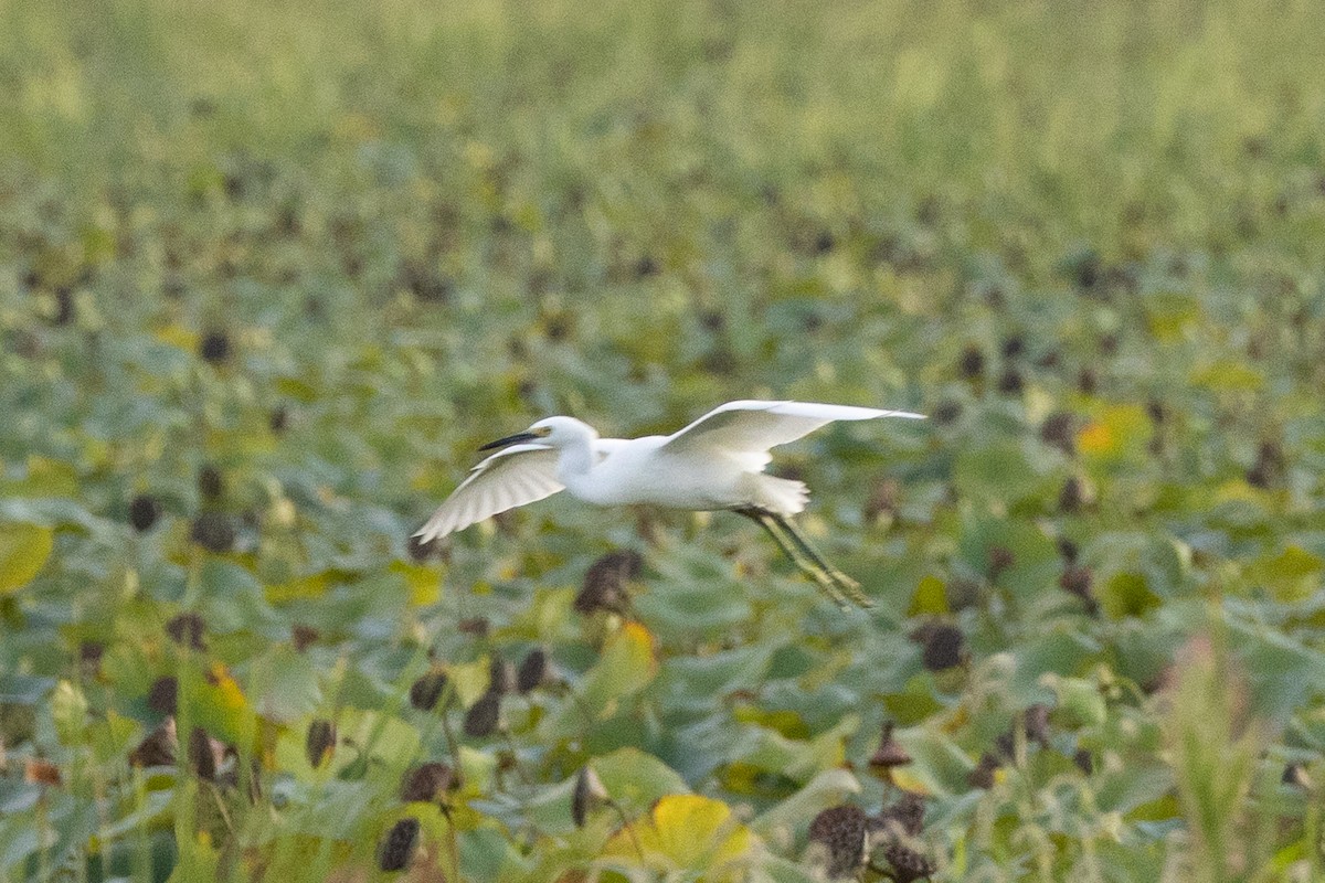 Snowy Egret - Jonathan Mott