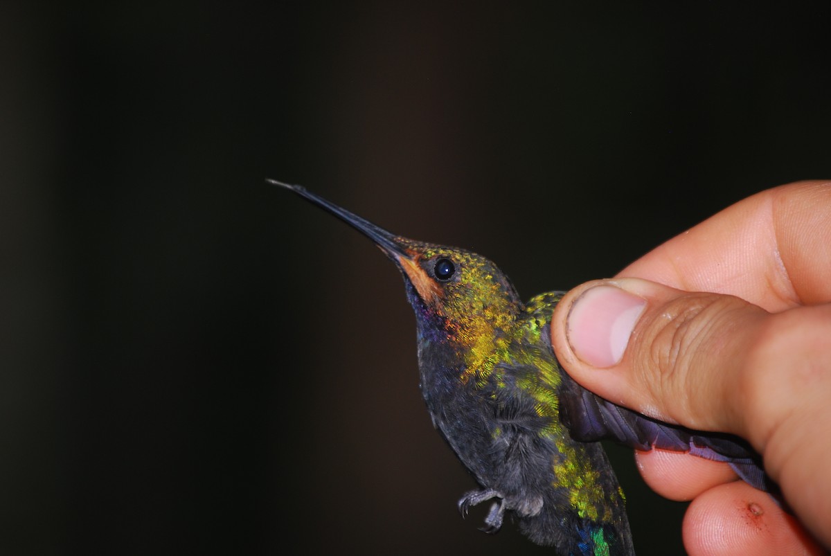 Black-throated Brilliant - ML478934071