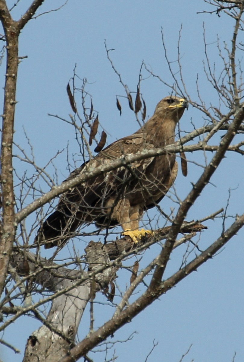 Steppe Eagle - ML47893421