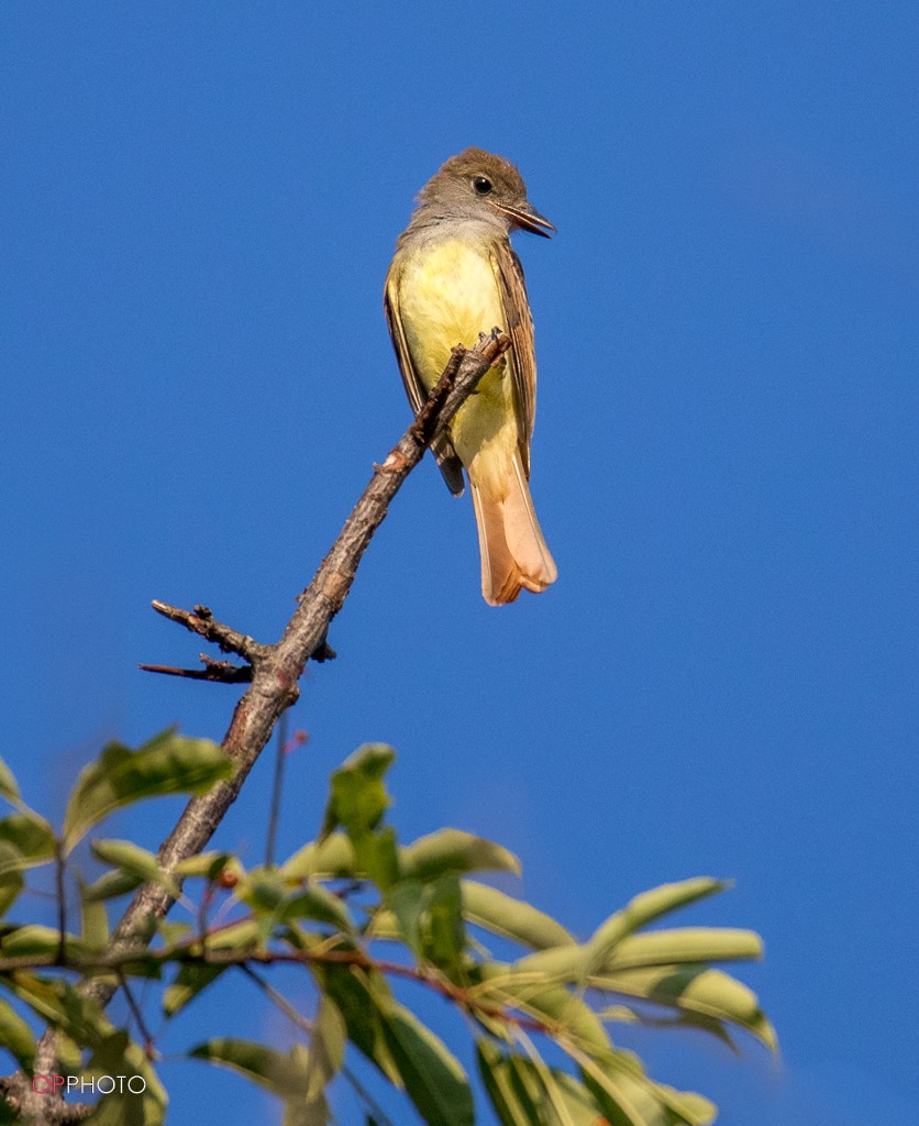 Great Crested Flycatcher - ML478934501