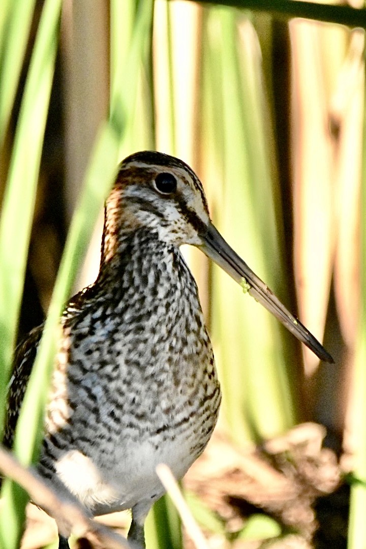 Bécassine de Wilson - ML478934561