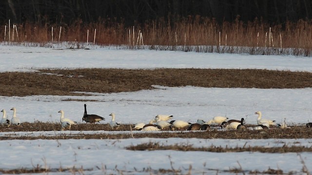 Snow Goose - ML478935