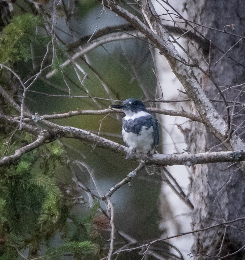 Belted Kingfisher - bj worth