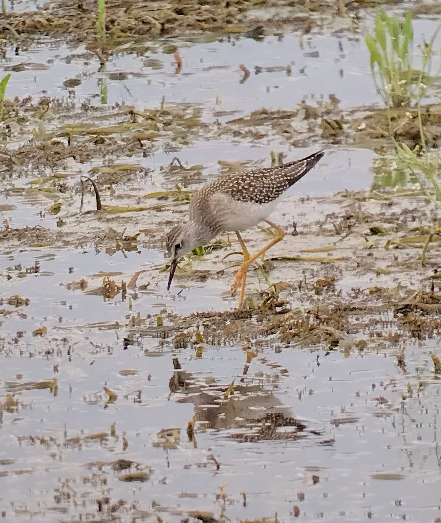 Least Sandpiper - ML478935991