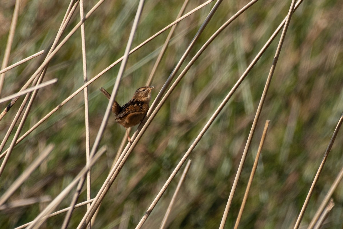 Grass Wren - ML478936571