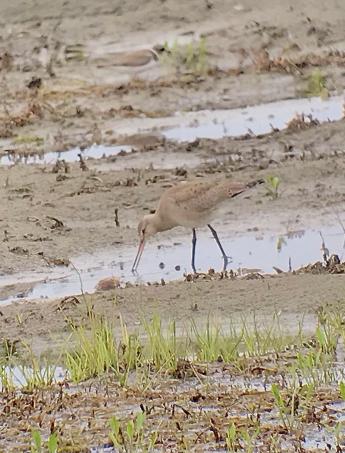 Hudsonian Godwit - Paul Wieczoreck