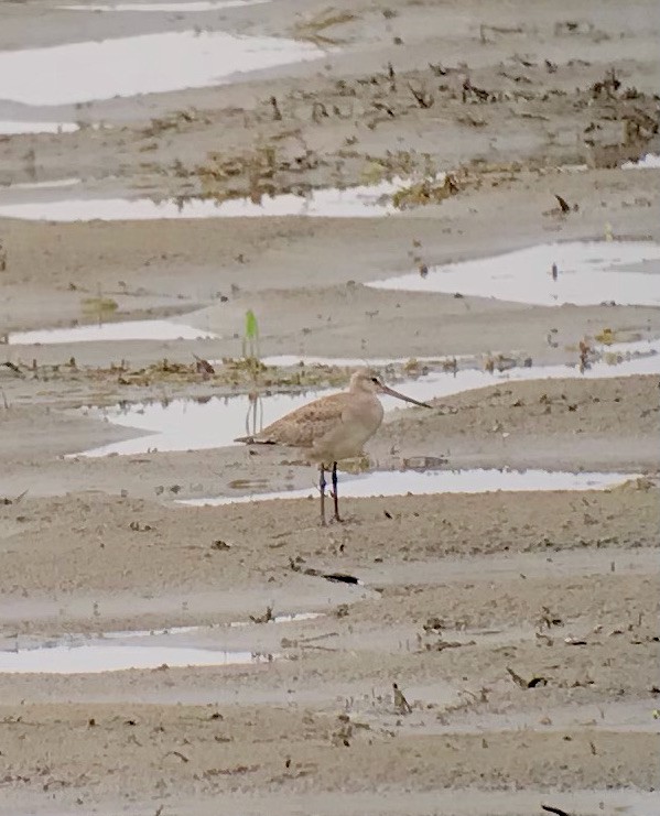 Hudsonian Godwit - ML478936861