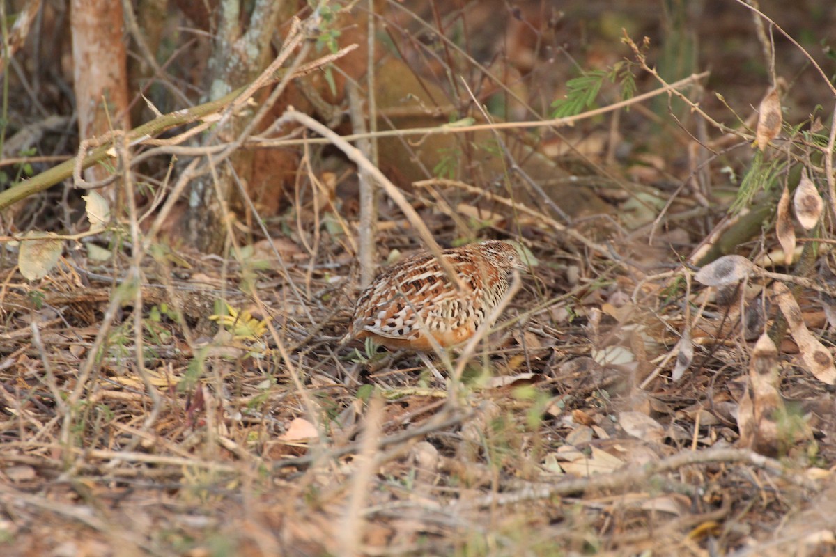 Barred Buttonquail - ML47893691
