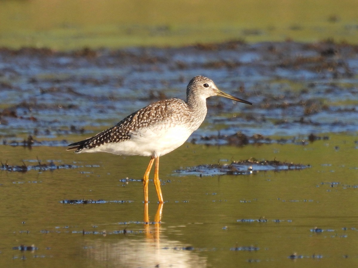 Greater Yellowlegs - ML478938991