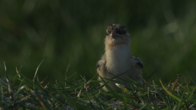 Royal Tern - ML478939