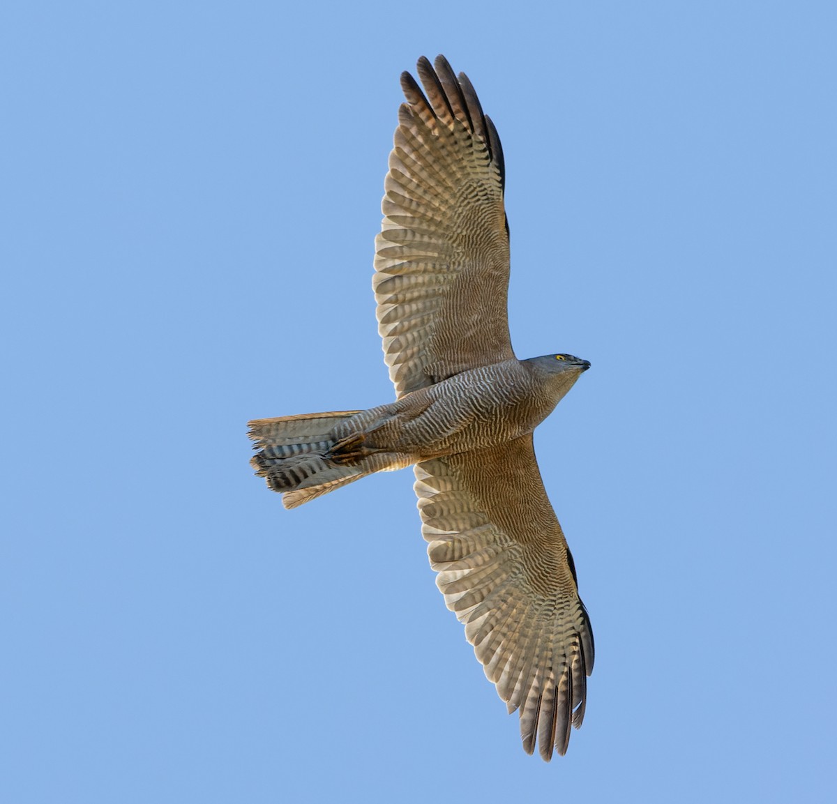 Brown Goshawk - Ben Johns