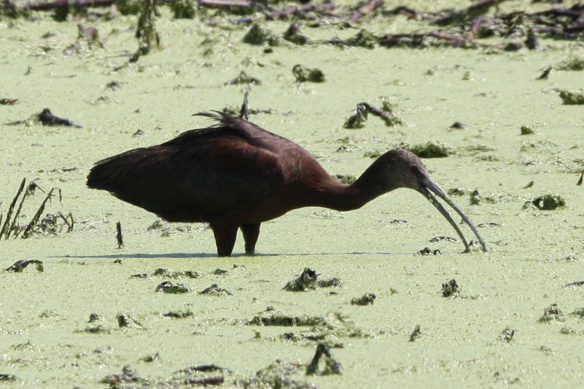ibis americký - ML478939761
