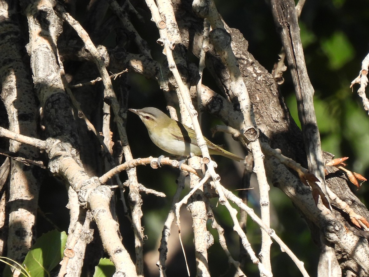 Red-eyed Vireo - L Pera