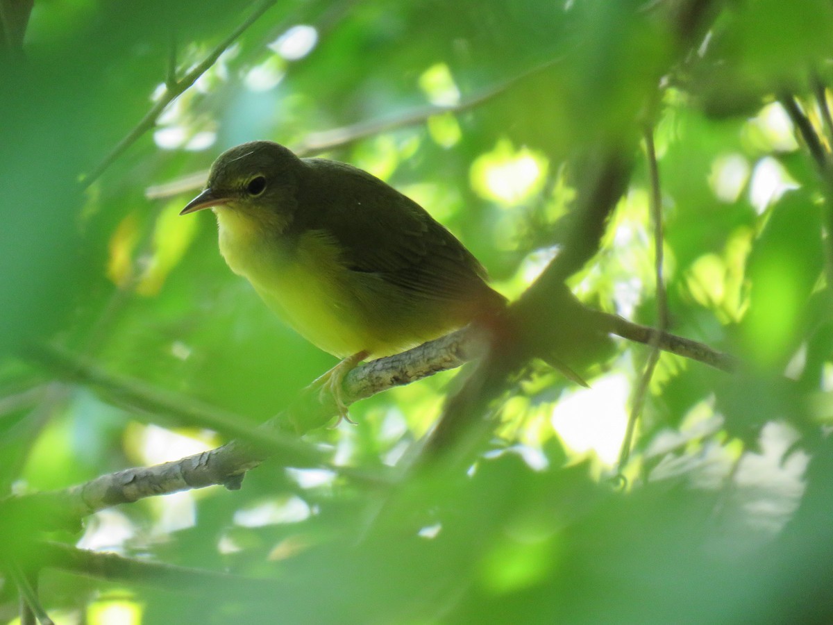 Mourning Warbler - ML478940191