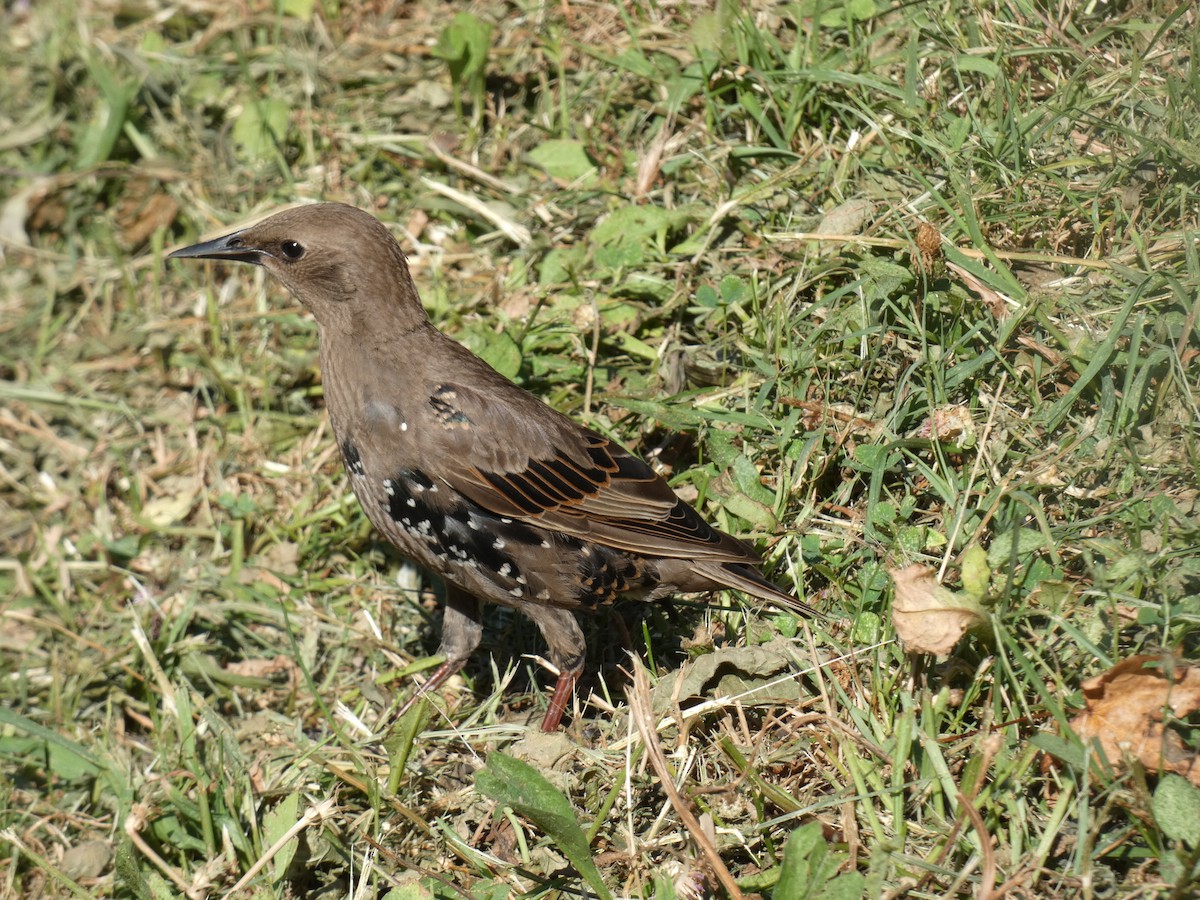歐洲椋鳥 - ML478940591
