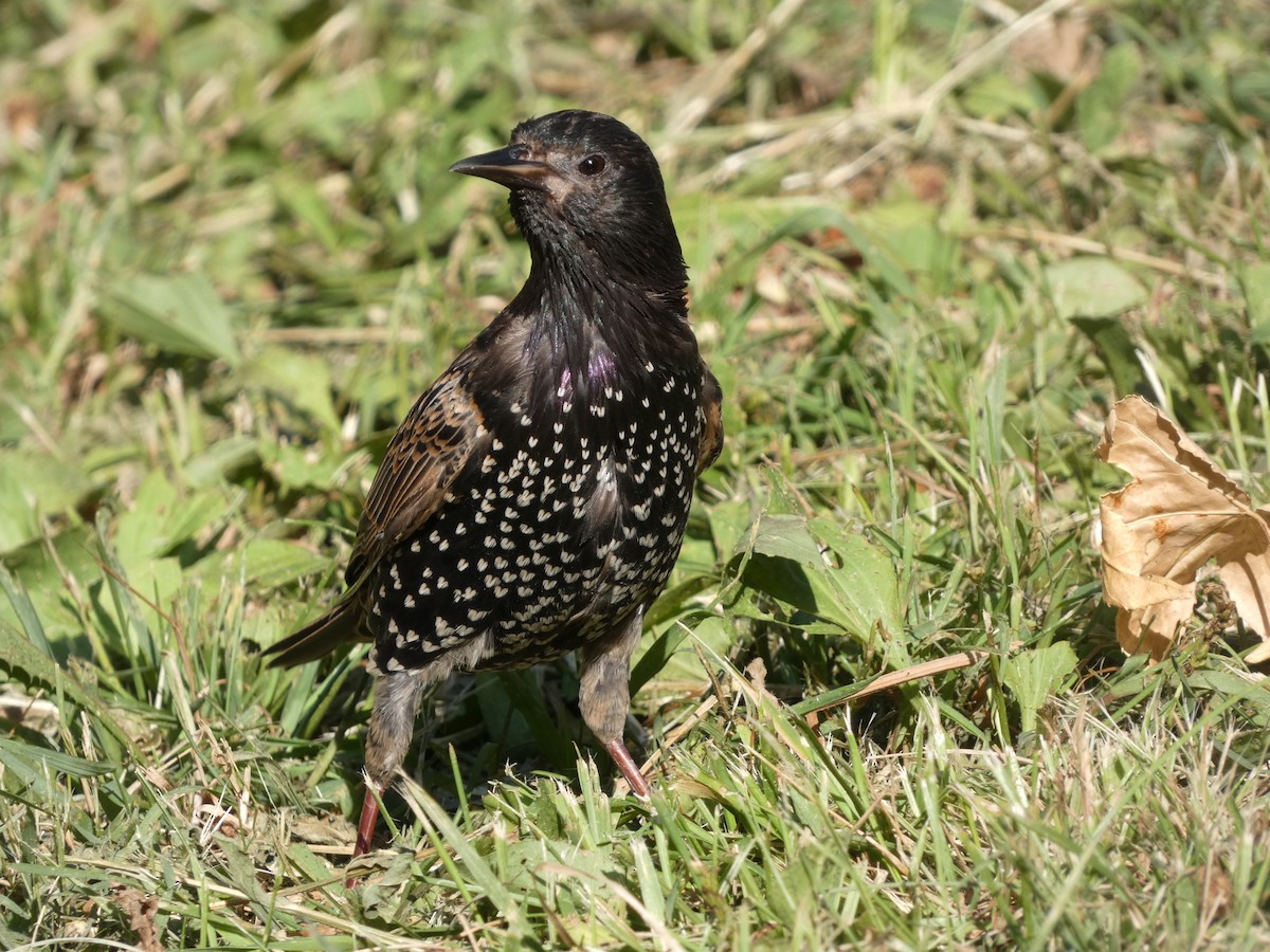 歐洲椋鳥 - ML478940621