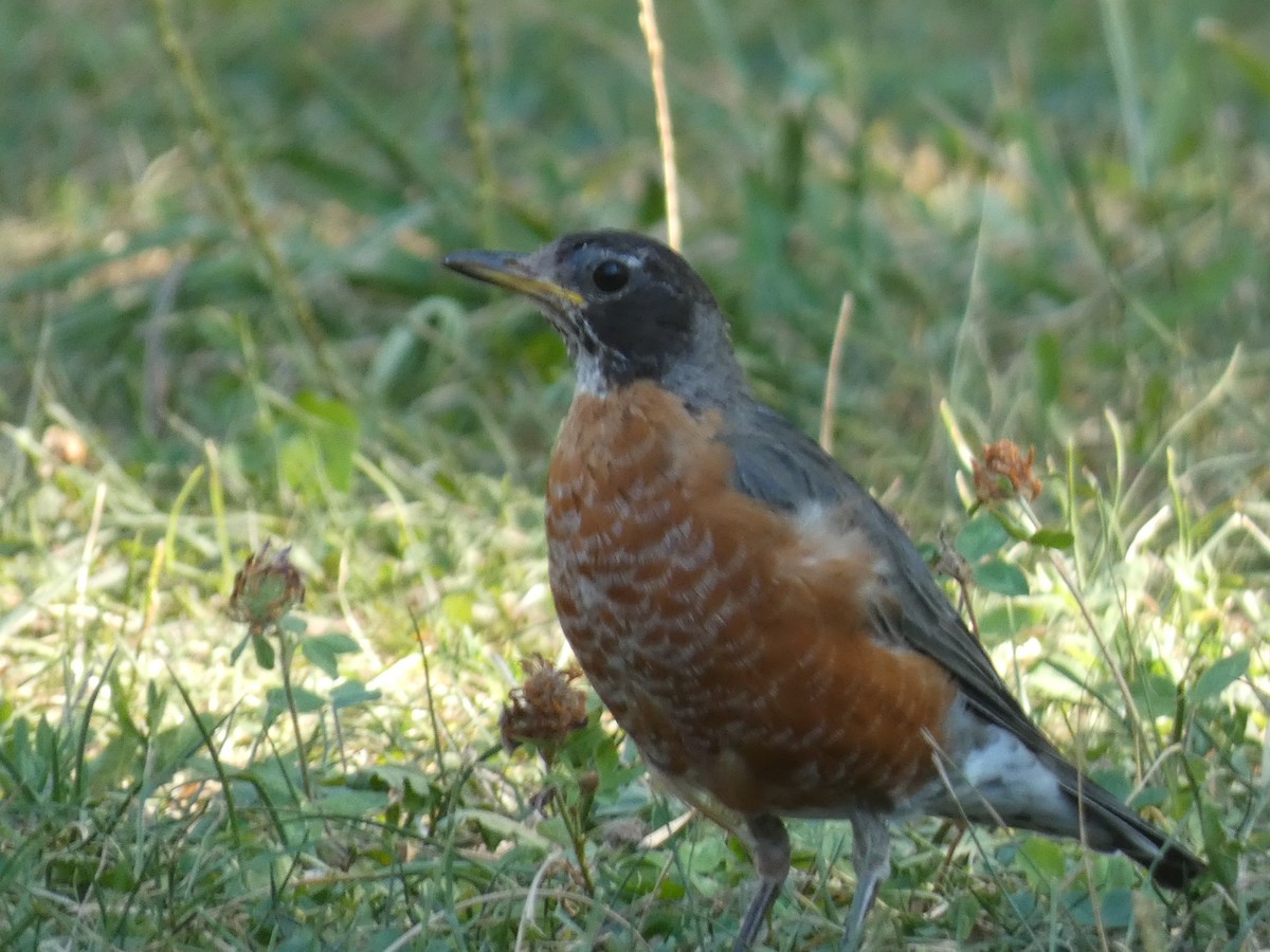 American Robin - ML478940691