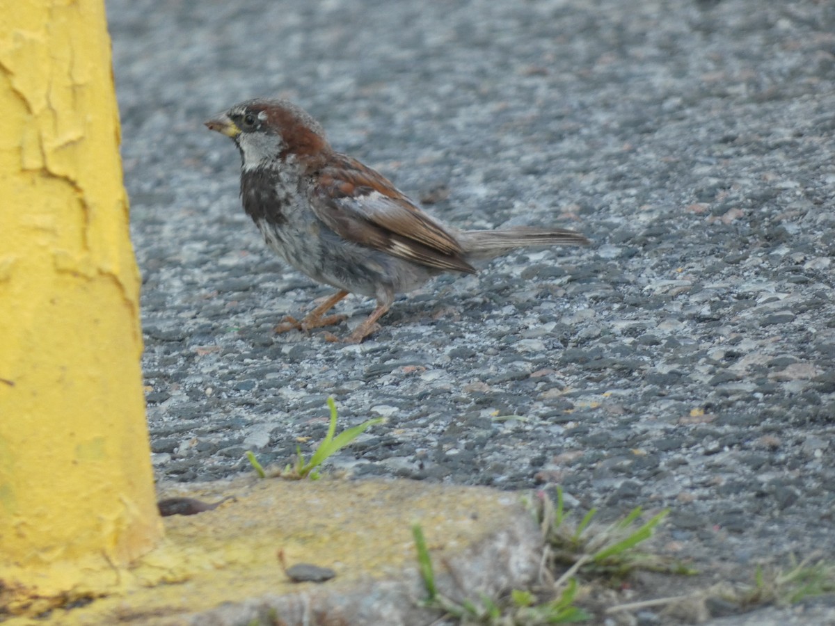 House Sparrow - ML478940741