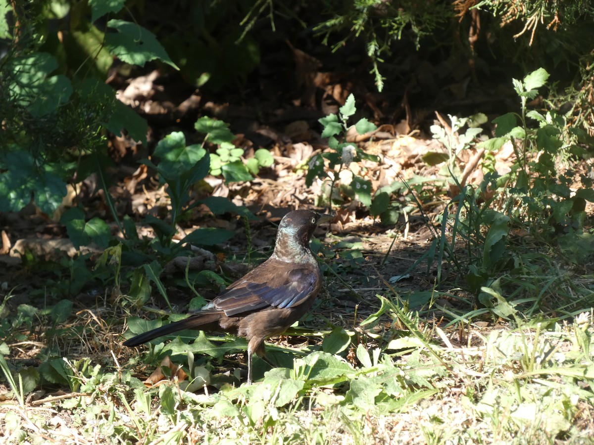 Common Grackle - ML478940801