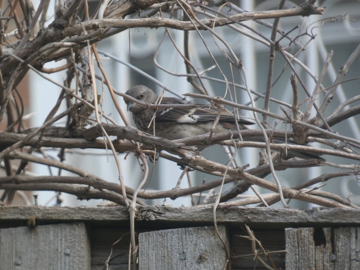 Northern Mockingbird - ML478940931