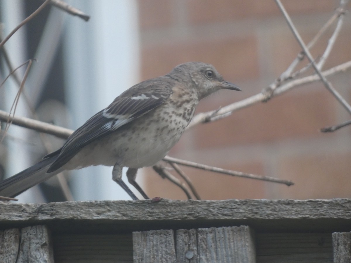 Northern Mockingbird - ML478940941