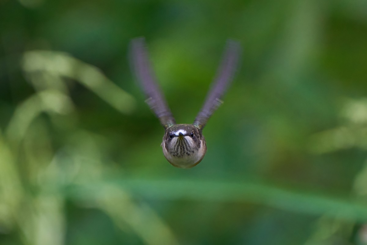 Ruby-throated Hummingbird - David Mou