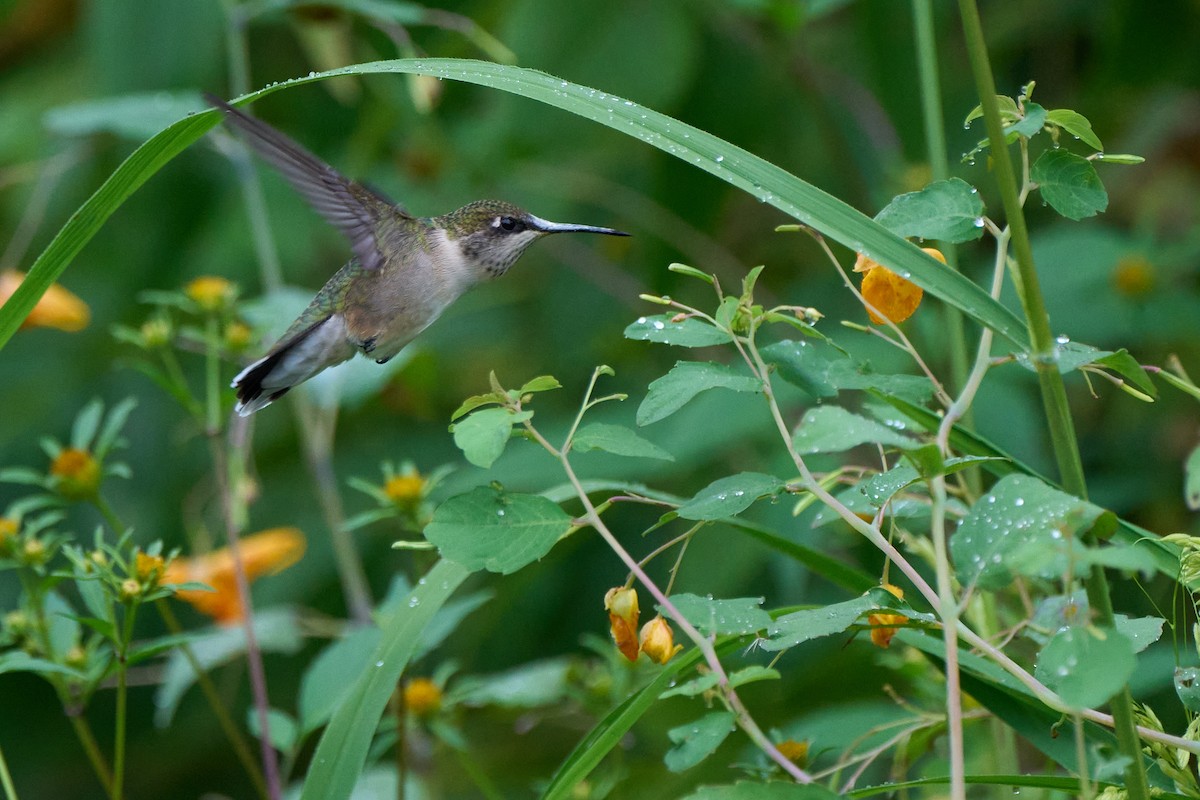 Ruby-throated Hummingbird - David Mou