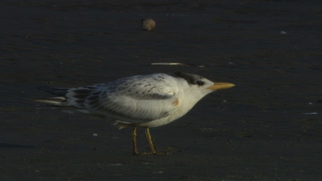 Royal Tern - ML478942