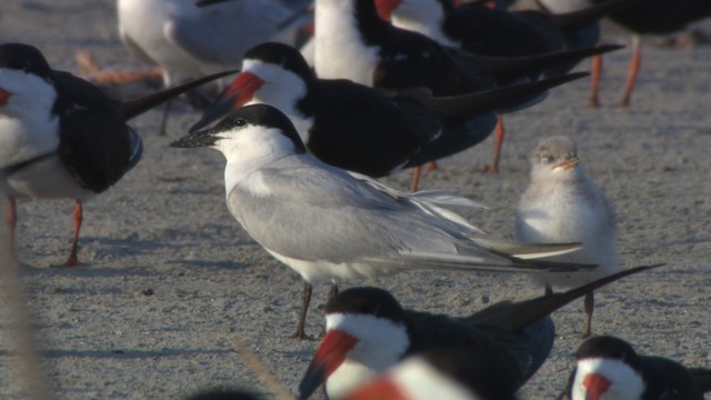 Gull-billed Tern - ML478943