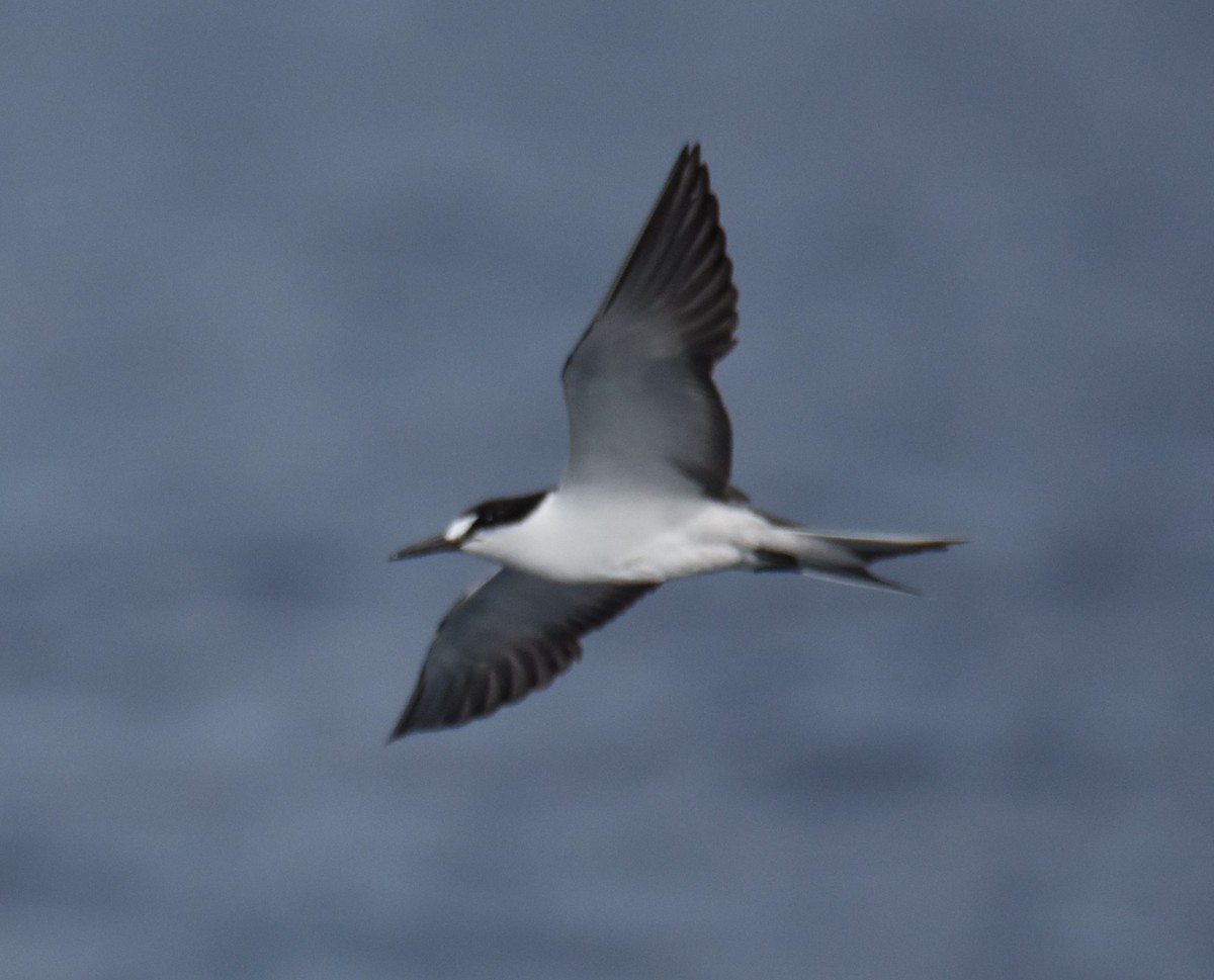 Sooty Tern - ML478943031