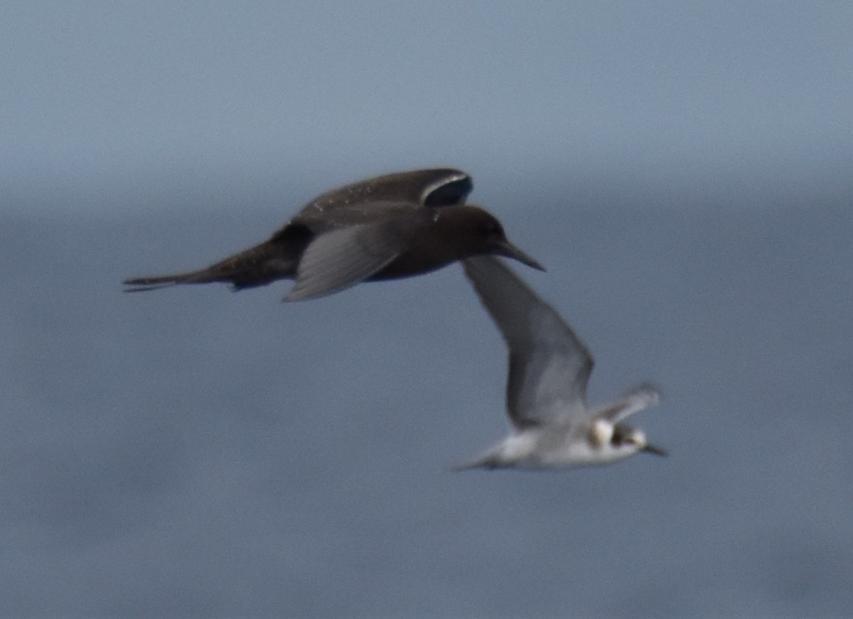 Sooty Tern - Samuel Murray