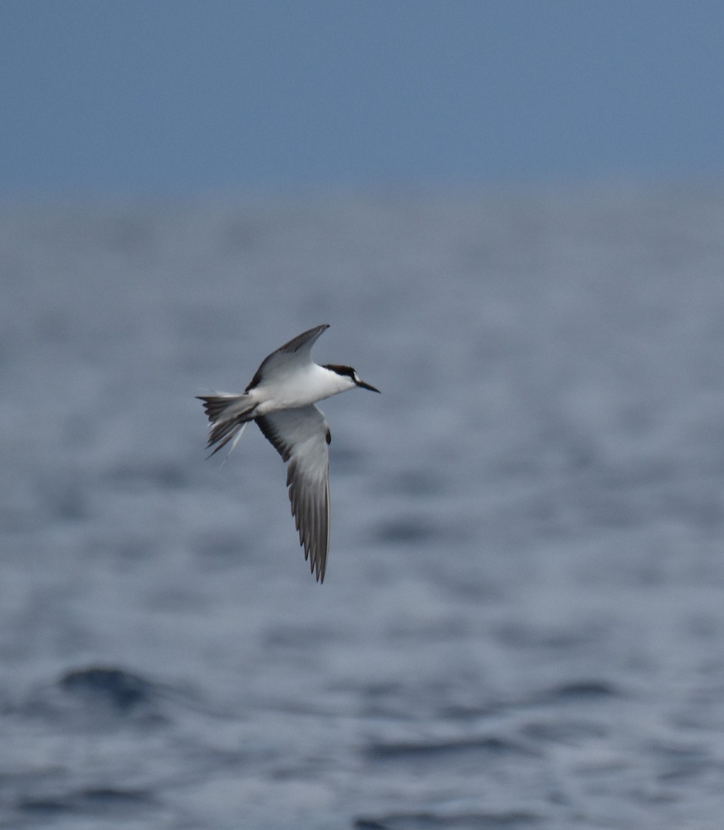 Sooty Tern - Samuel Murray