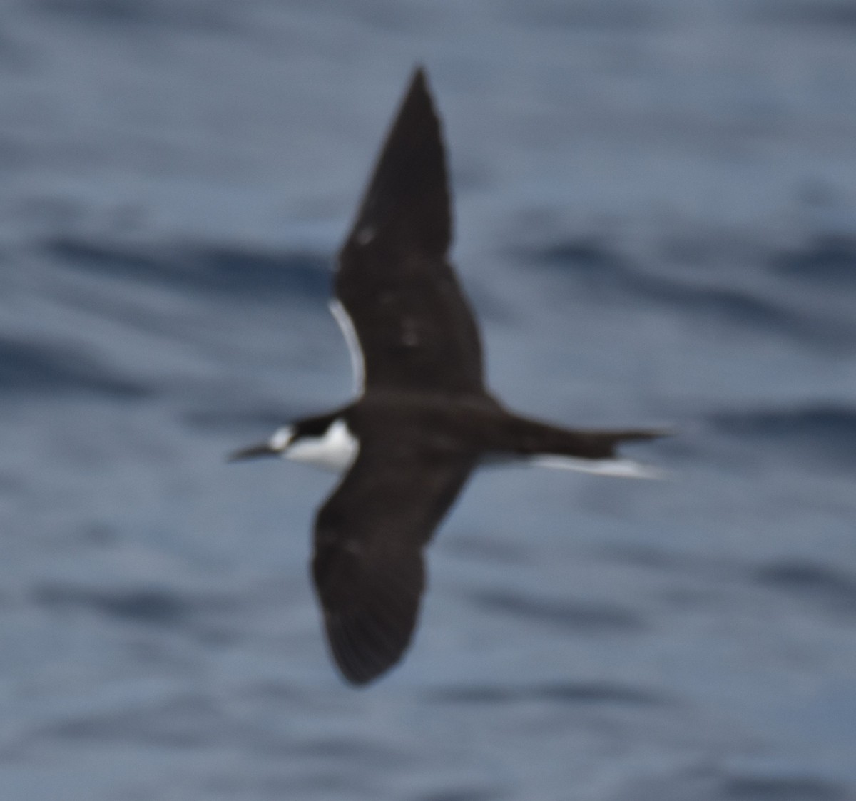 Sooty Tern - Samuel Murray