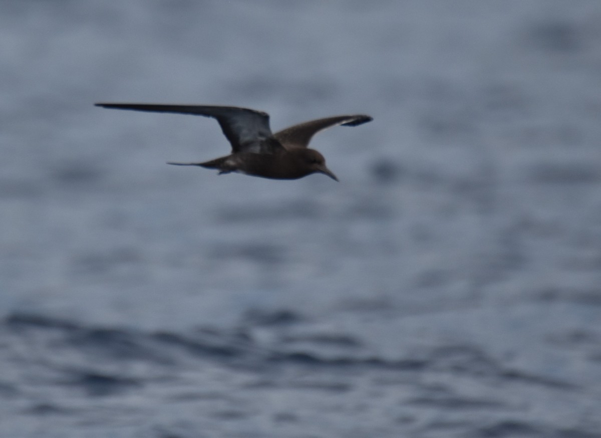 Sooty Tern - Samuel Murray