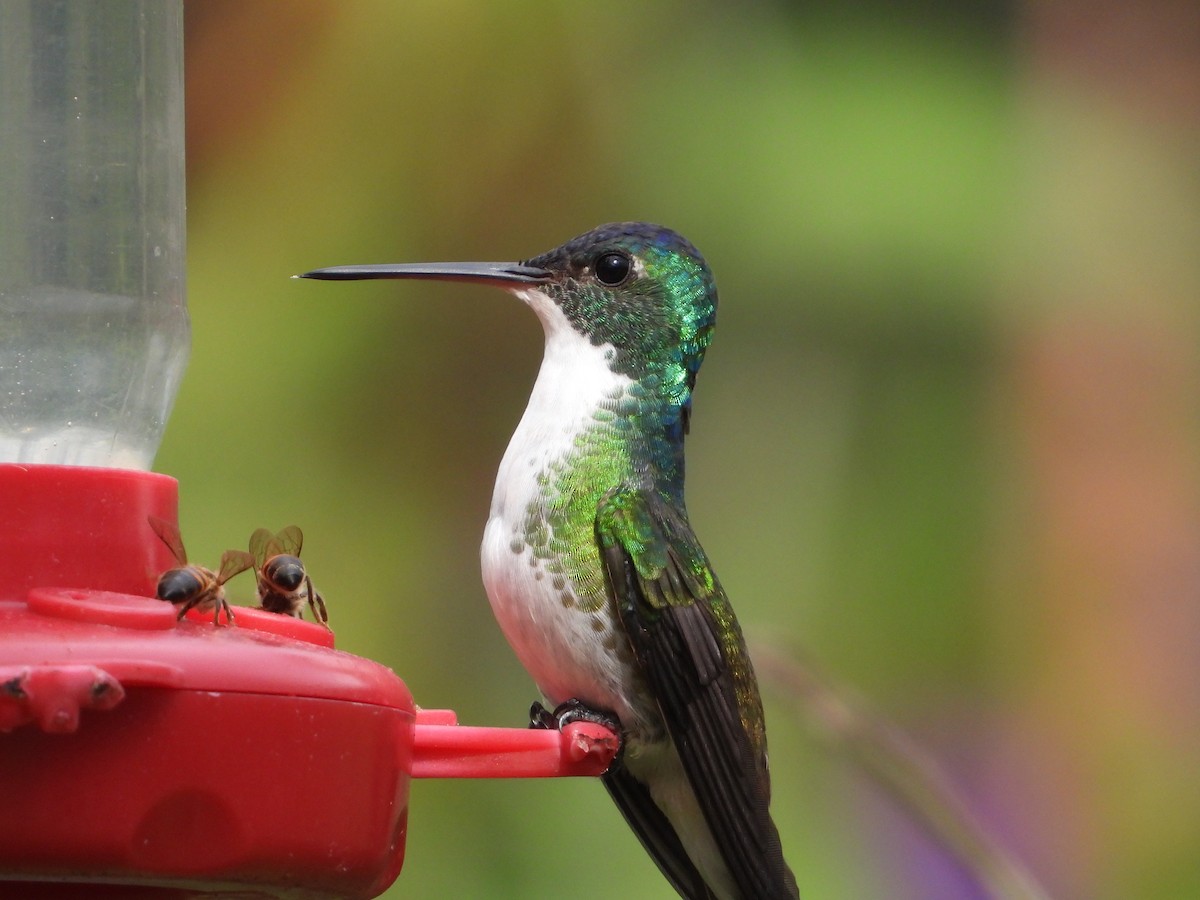 Andean Emerald - ML478943081