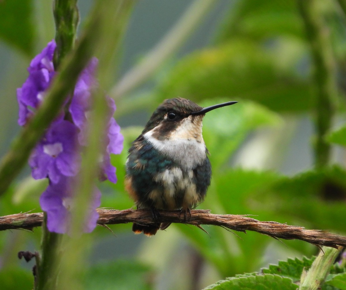 Colibrí de Heliodoro - ML478943531