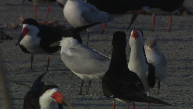 Gull-billed Tern - ML478944