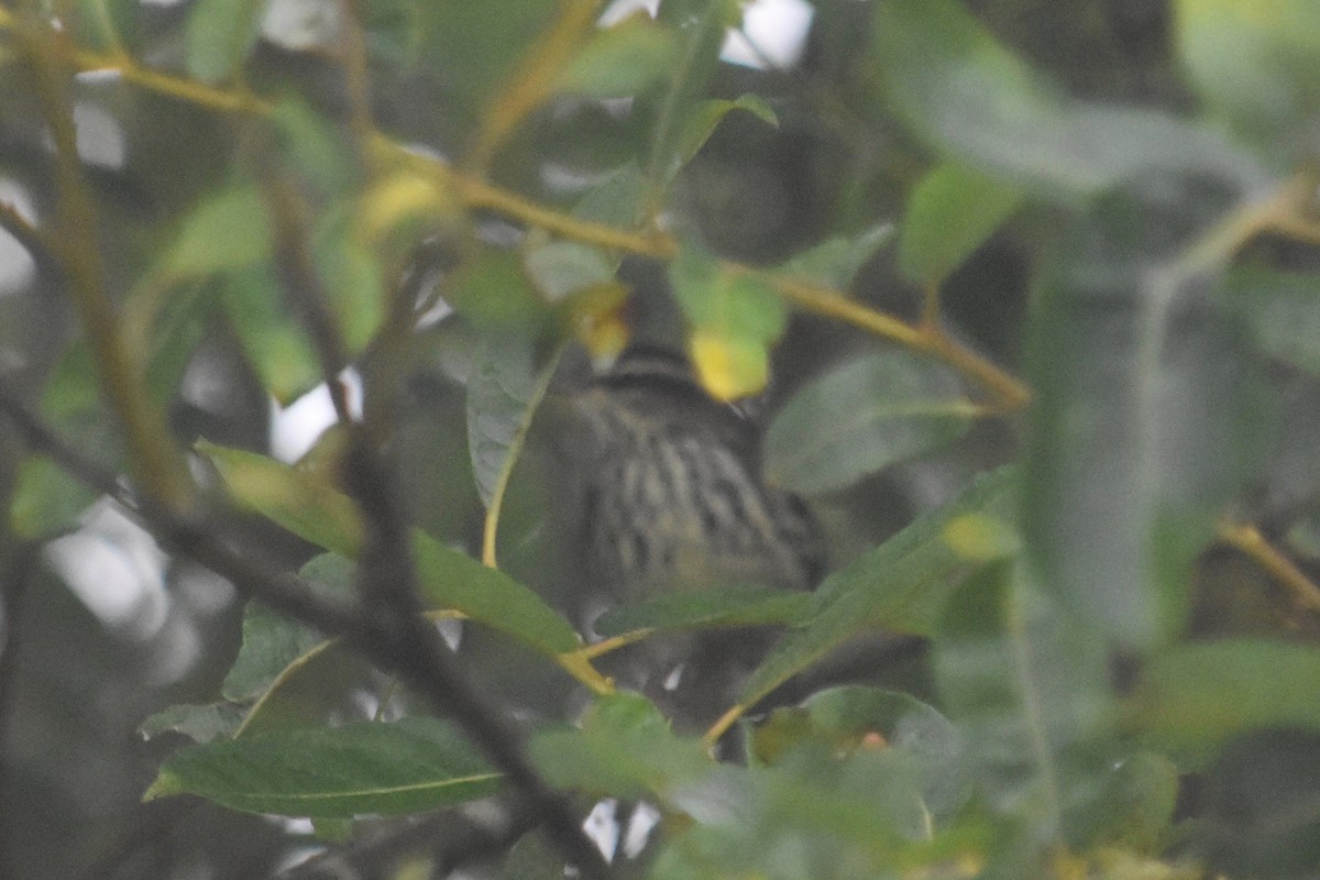 Northern Waterthrush - ML478944171