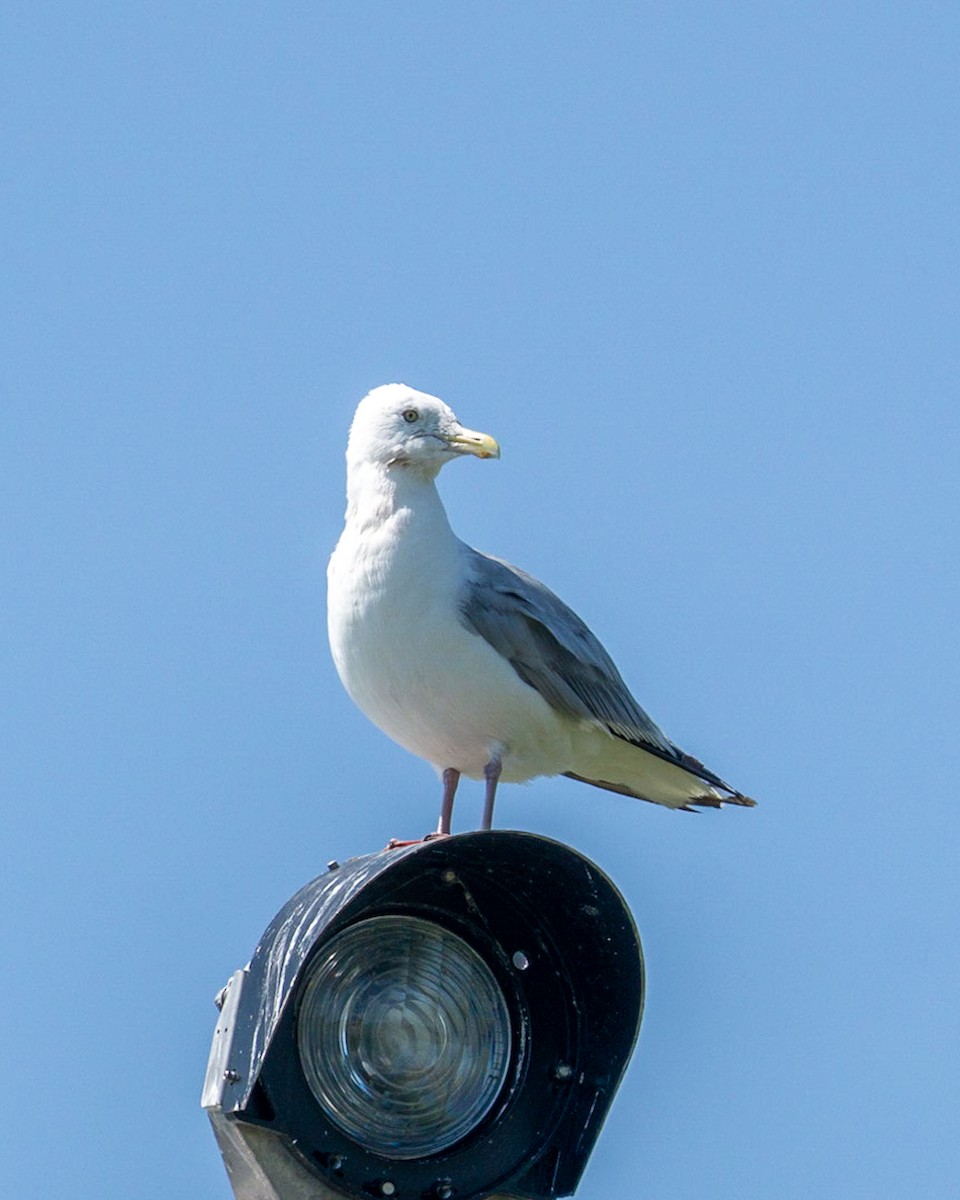 Herring Gull - ML478945811