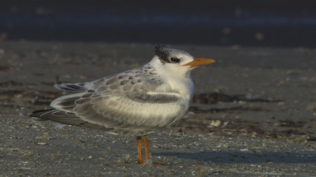 Royal Tern - ML478946