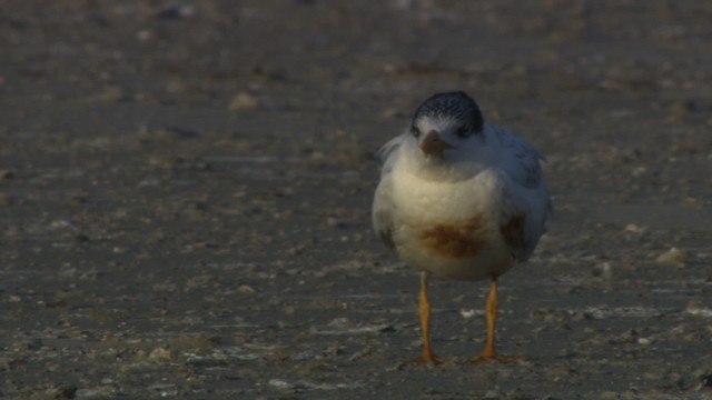 Royal Tern - ML478947